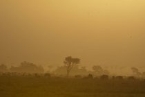 Gnu-Herde auf Feld im Masai-Mara-Nationalreservat, Kenia bei Sonnenuntergang — Stockfoto