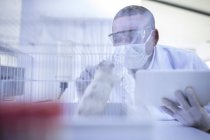 Лабораторний працівник, який дивиться в клітку, що містить білий пацюк — стокове фото