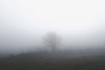 Сільських сцени з дерево у мряці, Houghton ле весна, Сандерленд, Великобританія — стокове фото