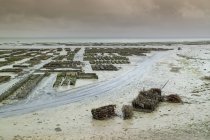 Корни устриц на пляжных грязевых грядках, Сен-Мало, Британия, Франция — стоковое фото