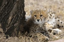 Cute Cheetah cub lying near tree, Masai Mara National Reserve, Kenya — Stock Photo