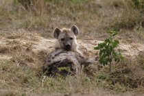 Gesichtete Hyäne liegend und in die Kamera blickend, masai mara, kenya — Stockfoto