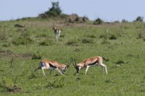 Thompson Gazelles sparring in Masai Mara National Reserve, Kenya — Stock Photo
