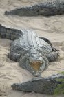 Crocodilos de boca aberta na praia do parque de vida selvagem, Djerba, Tunísia — Fotografia de Stock