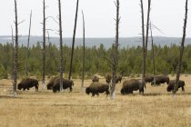 Bison herd grazing in forest, Yellowstone National Park, Wyoming, USA — Stock Photo