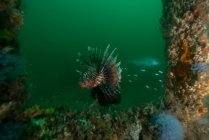 Lionfish feeding by barnacle covered shipwreck, Cancun, Quintana Roo, México, América do Norte — Fotografia de Stock