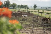 Quatre chevaux broutant dans le paddock — Photo de stock