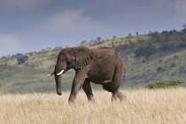 Vista laterale della passeggiata dell'elefante africano nella riserva nazionale di Masai Mara, Kenya — Foto stock