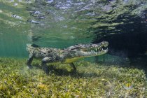 Underwater view of american saltwater crocodile on seabed, Xcalak, Quintana Roo, Mexico — Stock Photo