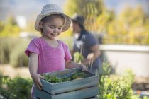 Молодая девушка в саду с деревянным ящиком овощей — стоковое фото