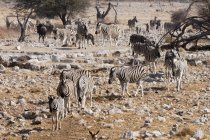Burchells zebras walking on stones in Etosha National Park, Namibia — Stock Photo