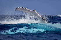 Горбатих китів у водах Тонга — стокове фото