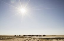 Elefantenherde in namib wüste, windhoek noord, namibia, afrika — Stockfoto