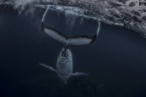 Baleia jubarte (Megaptera novaeangliae) nas águas de Tonga — Fotografia de Stock