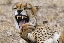 Гепард зевает в Национальном заповеднике Масаи Мара, Кения — стоковое фото
