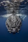 Humpback whale (Megaptera novaeangliae) and calf in the waters of Tonga — Stock Photo