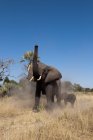 Elefante y ternera jugando con arena en Abu Camp, Delta del Okavango, Botswana - foto de stock