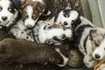 Overhead view of blue eyed sheepdog puppies in pen — Stock Photo