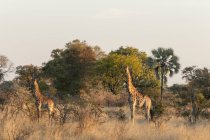 Dos jirafas de pie cerca de los árboles en el Delta del Okavango, Botswana - foto de stock