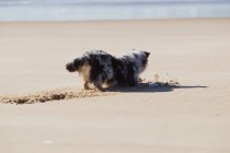Собака копает песок на пляже — стоковое фото