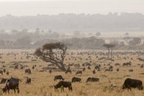 Gregge di gnu al pascolo sul campo nella riserva nazionale di masai mara, Kenya — Foto stock