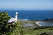 Red Footed booby en Clarion Island, Socorro, Baja California - foto de stock