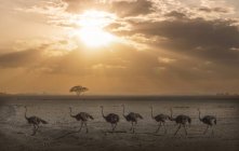 Avestruces al atardecer en el Parque Nacional Amboseli, Amboseli, Rift Valley, Kenia - foto de stock