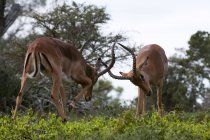 Антилопи Пала боротьба, Kariega заповідника, Південно-Африканська Республіка — стокове фото