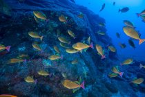 Escuela de peces amarillos nadando junto a rocas del fondo marino, Socorro, Baja California, México - foto de stock