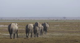 Rebanho de elefantes no Parque Nacional Amboseli, Amboseli, Rift Valley, Quênia — Fotografia de Stock