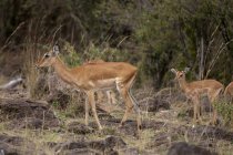 Impalas walking in masai mara national reserve, Kenya — Stock Photo