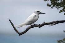 Білий крячок сидить на гілці дерева, Tikehau, птиці Island, архіпелагу Туамоту, Французька Полінезія — стокове фото