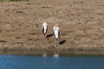Cigüeñas de pico amarillo cerca del río, Reserva de caza de Lualenyi, Kenia - foto de stock