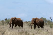 Vista lateral de Elefantes caminando sobre hierba en la Reserva de Lualenyi, Kenia - foto de stock