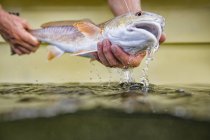 Man releasing small redfish — Stock Photo