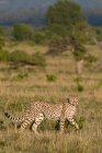 Vue latérale du guépard marchant sur l'herbe, réserve nationale du Masai Mara, Kenya — Photo de stock