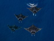 Mobula Los rayos vistos desde el aire nadando, Nopapu, Vava, Tonga - foto de stock