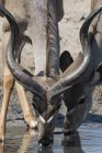 Pareja de Greater kudus agua potable de pozos de agua en Kalahari, Botswana - foto de stock