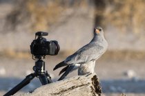 Pale chanting-goshawk olhando para câmera remota, Kalahari, Botswana, África — Fotografia de Stock