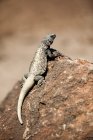 Iguana do Deserto, Vale da Morte, Nevada, EUA — Fotografia de Stock