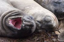 Южные тюлени слонов отдыхают и лежат на пляже — стоковое фото