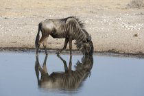 Wildebeest blu bere wayer dal waterhole, Kalahari, Botswana — Foto stock