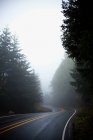 Empty rural road with trees in mist — Stock Photo