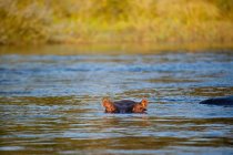 Hippo, Zambezi River, Zambia, Africa — Stock Photo