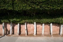 Row of green trees by wall in city — Stock Photo