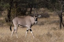 Beisa orice con lunghe corna passeggiando a Kalama Conservancy, Samburu, Kenya — Foto stock