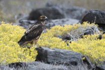 Falco delle Galapagos appollaiato sulla roccia, Isola di Espanola, Isole Galapagos, Ecuador — Foto stock