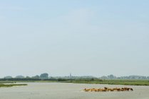 La mandria di vacche riposa su piccolo banco di sabbia in riserva naturale, Kruisdijk, Zelanda, Paesi Bassi, Europa — Foto stock