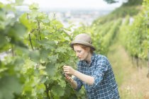 Mulher trabalhando em vinhedo, Baden Wurttemberg, Alemanha — Fotografia de Stock