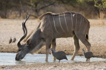 Vista lateral do macho Grande kudu e capacete guineafowls água potável em Kalahari, Botsuana — Fotografia de Stock